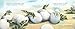 Claude: The True Story of a White Alligator