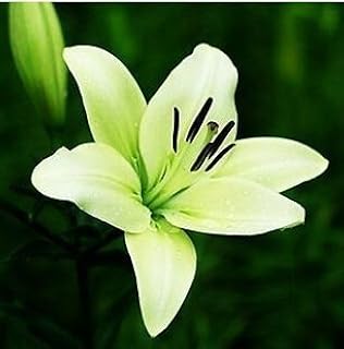 15: New Lily Plants Indoor Bonsai Perfume Lily Seeds Lily Flower Seeds - 10 Seeds