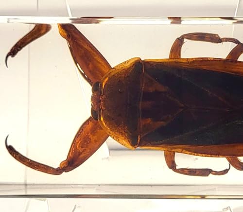 Image of 4.3 inch Giant Asian Water Bug in in Crystal Clear Lucite Resin Paperweight Specimen Preserved Insect Taxidermy Crafts Collection for Biology Science Education & Desk Ornament Display Supplies