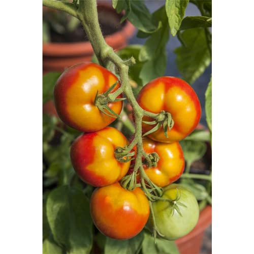 Tomaten, Tomate, Goldene Königin, Lycopersicon esculentum, ca. 20 Samen