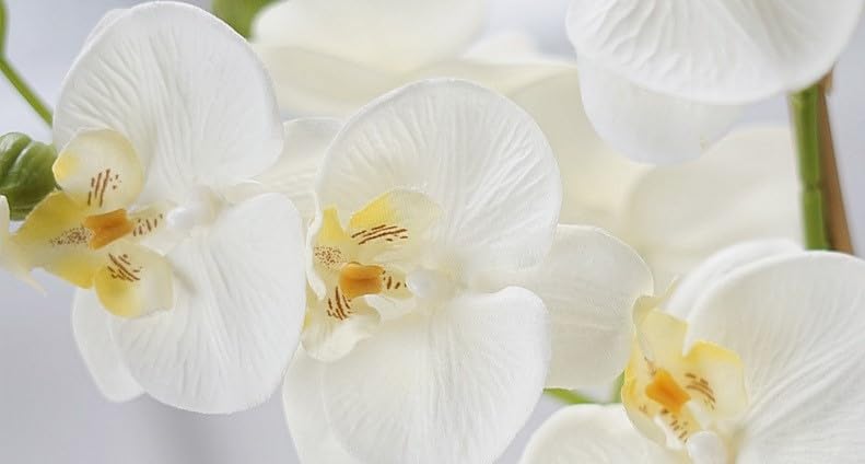 Recopilación y reviews de Orquídea - solo los mejores. 5 Imagen adicional