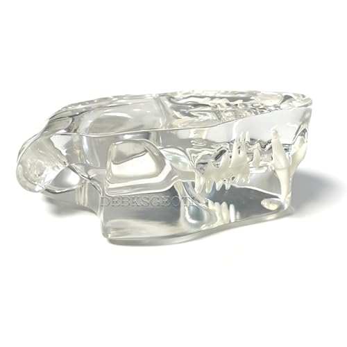 Image of Feline Jaw Dental Cat Oral Clear Typodont Teeth Model Pet Clinic Anatomical Tooth Jaw for Veterinary Office Education Decoration Demonstrate (Cat Teeth Model)
