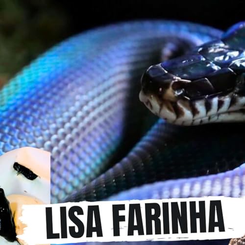 How Lisa got her White Lipped Pythons to breed Podcast Por  arte de portada