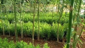 Mature Timber Stage
