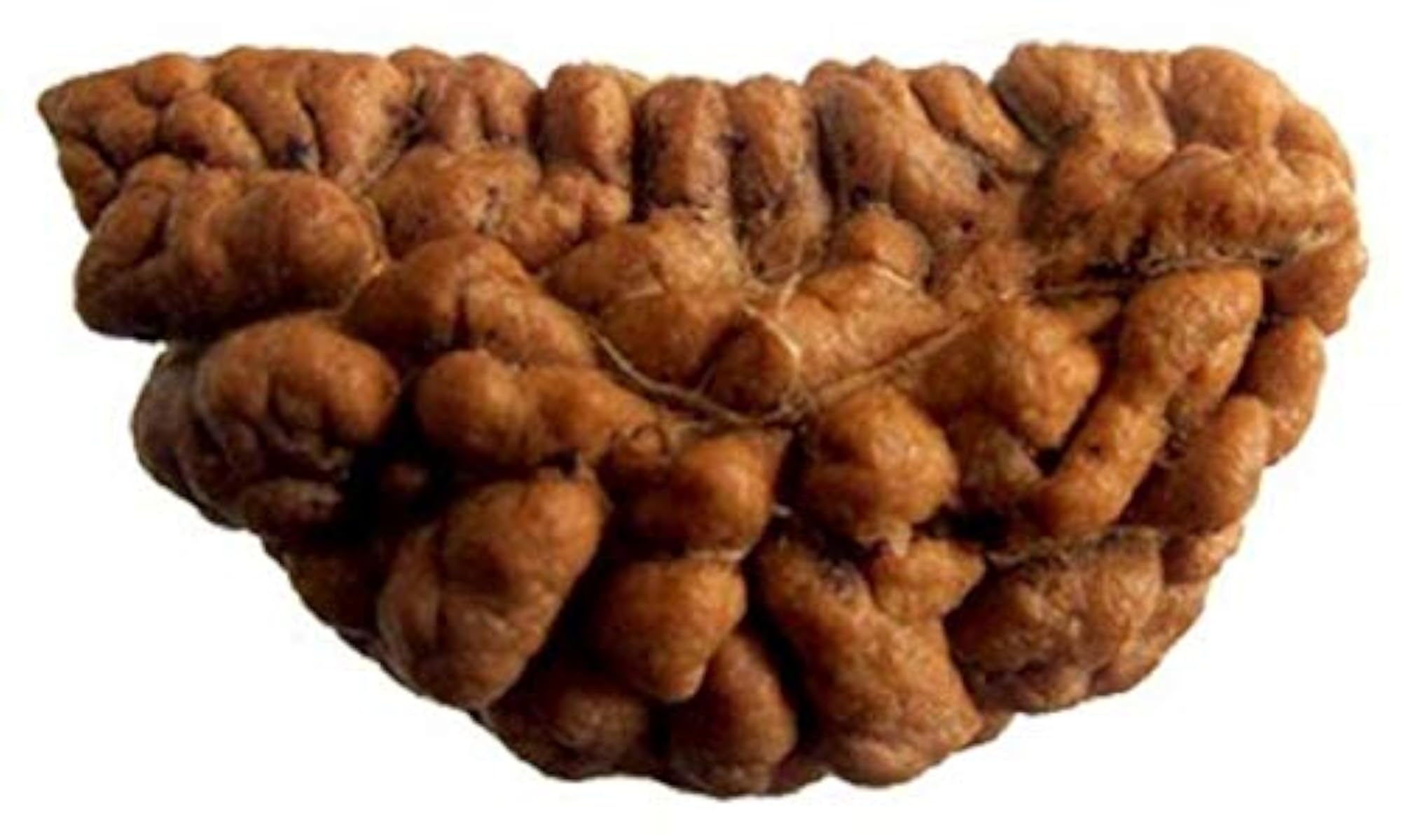 1 Mukhi Rudraksha with Lab Certificate