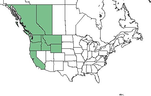 20 Bear Grass Sasquatch Balls. The Ultimate Seed Bombs For The Western Us. (Xerophyllum Tenax) #TOP5