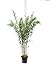 Produktbild Fargesia nitida Black Pearl - Hybride - Heckenbambus - Gesamthöhe 160+ cm - 10 Ltr. Topf