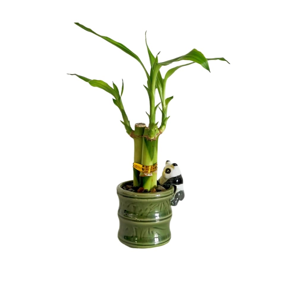 Coop & Harp Small Lucky Bamboo with Ceramic Vase