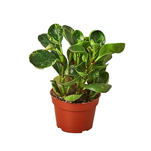 Garden Wrld Peperomia 'Marble' (4" Pot)