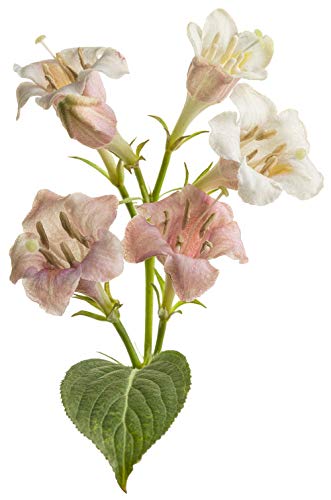 Proven Winners - Weigela florida Sonic Bloom Pearl (Reblooming Weigela) Shrub, white flowers, #3 - Size Container