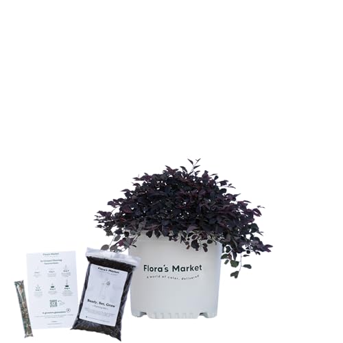 Flora's Market Purple Pixie Loropetalum - 3 Gallon - Includes Planting Kit