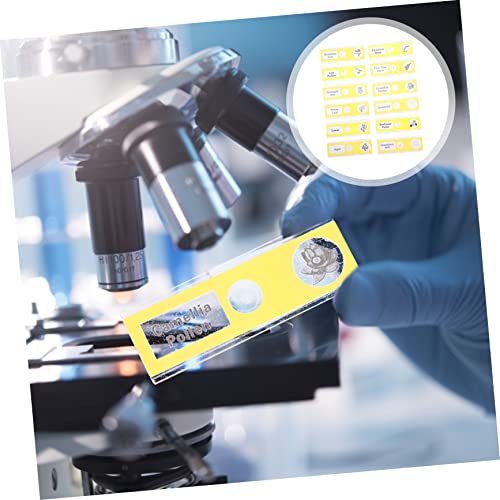 CHILDWEET 12pcs Glass Slide Microscope Slides Abs Specimens Sample Biological Specimen Child Plant Suite 2 41hJuhwwmBL