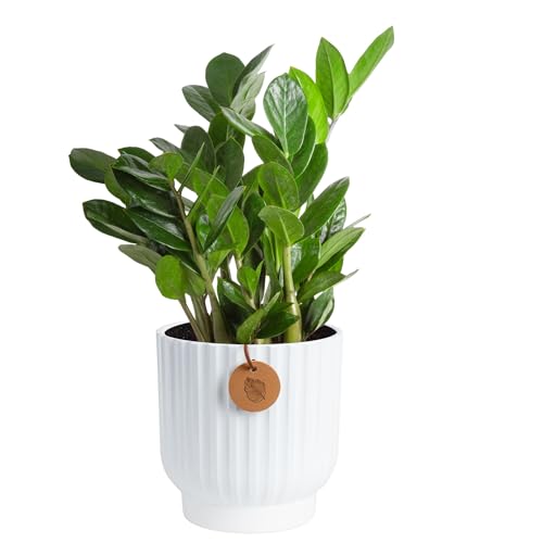 Costa Farms ZZ Live Plant in Decorative Pot, Easy to