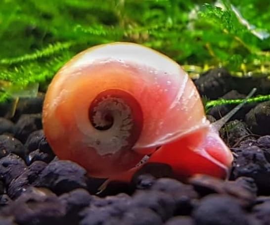 Live Pink Ramshorn Snails, 25 Count, Freshwater Aquarium, USA Raised