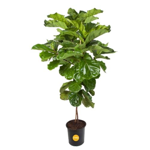 Image of Costa Farms Fiddle Leaf Fig Tree Live Plant in Plastic Pot, Large Indoor Houseplant, Perfect for Home, Room, or Office Decor, Great House Warming or Birthday Gift, 5-6 Feet Tall