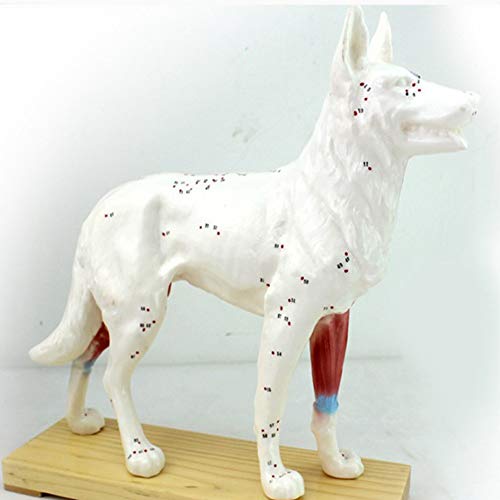 JL Modello Anatomico di Cane Agopuntura Animale