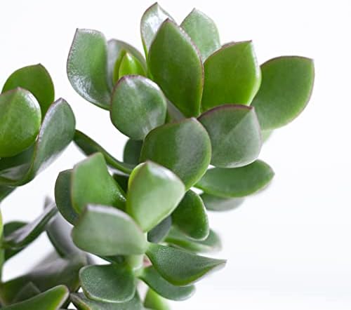 BloomPost Crassula Ovata Hulk - 20-30 cm Indoor Plant - Low Maintenance House Plant - Easy to Grow Home Office Plants - Perfect for Clean Air - Pot Not Included