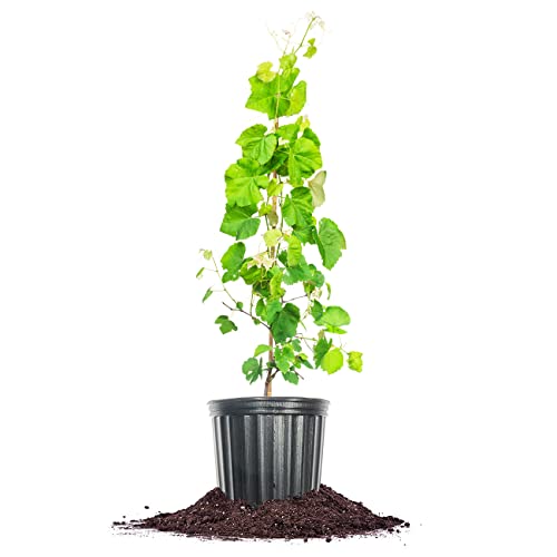 Perfect Plants Mars Grape Vine in 3 Gallon Grower's Pot | Delicious Seedless Fruits for Home Trellis...