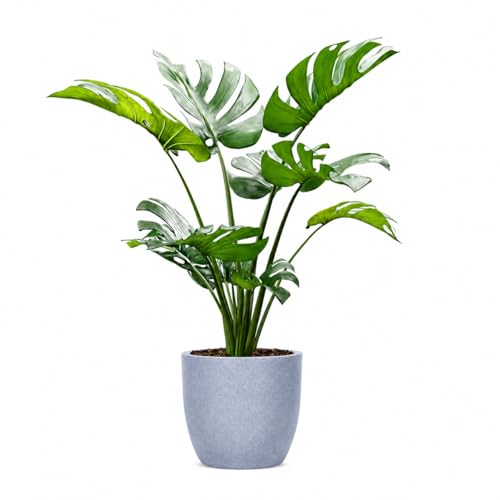 Image of BonKaso 8 Inch Jaguar Round Plant Pots | Highly Durable & Lightweight Polymer Planter for Indoor & Outdoor Use | Flower Pot (Gamla /Gamale) for Home, Office, Garden, Living Room & Balcony (Light Grey)