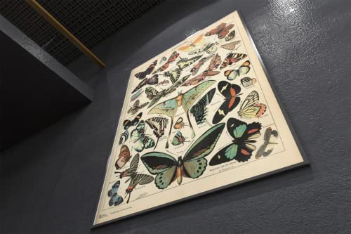 Monarch Butterfly Room Decor Colorful Papillons Chart Bookplate Retro Botanical Nature Animal Vintage Aesthetic Science Education Dorm Bedroom Cool Wall Decor Art Print Poster 12X18 #TOP7