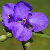 100 Purple Ohio Spiderwort (Widows Tears/Bluejacket) Tradescantia Ohiensis Native Flower Seeds