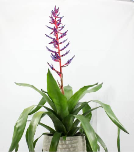 Bromeliad Aechmea Blue Rain- Set of Two (2)