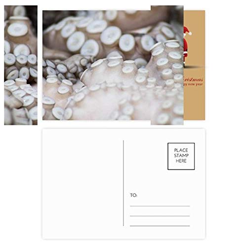 Cartes postales calmar avec motif de Noël lot de 20 pour vœux