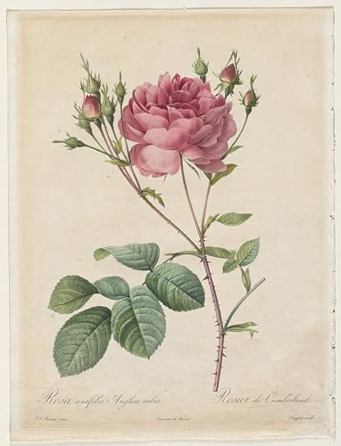 Pintura rosa centifolia anglica rubra lienzo 60x90cm decorativo para pared de oficina