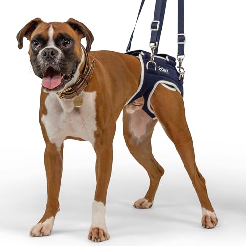 Attelle de compression réglable à l'extrémité postérieure pour chien dysplasique