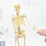 KQDRAVINE Wysoko ludzki szkielet do anatomii, model ludzkiego ciała, całe ciało z ruchomymi ramionami, struktury kości nóg, całe żebra kręgosłupa modelu szkieletowego są zintegrowane