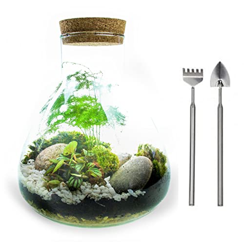 Medium Glass Terrarium Kit with Plants