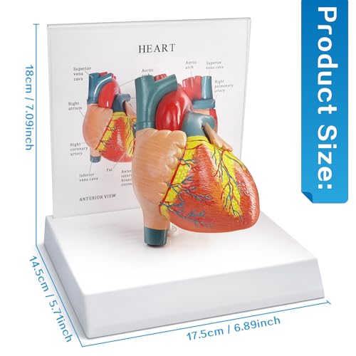 Image of Human Heart Anatomical Model, Life Size 2 Parts Human Heart Model Shows Arteries Veins with Base and Detailed Guide for Medical Science Education Study or Teaching