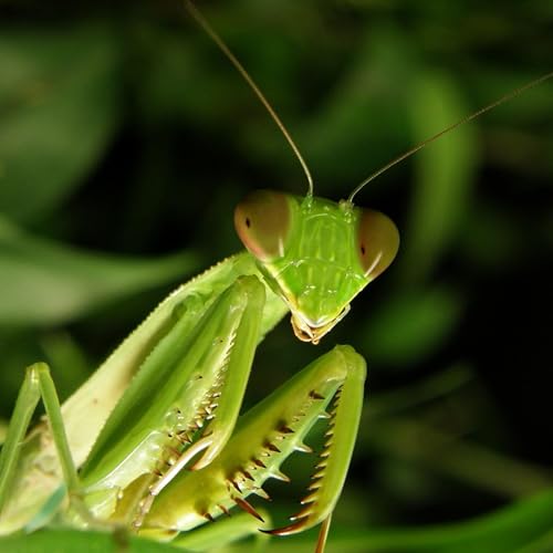 Atomic Configuration