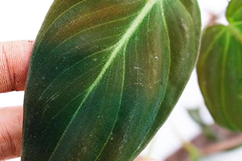 Philodendron Micans | Ø14 cm - Afbeelding 3