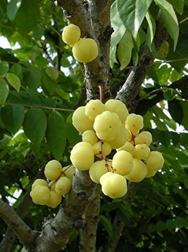GREEN GARDEN SHOP - SMALL AMLA/ARAI NELLIKAI/STAR GOOSEBERRY LIVE FRUIT PLANT (PACK OF 1)