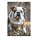 HETVBNS Diamond Painting Kits for Adults 5D Diamond Art Kit English Bulldogs Paint by Diamonds for Beginners DIY Full Drill Diamonds Dots Paintings Wall Decor 8