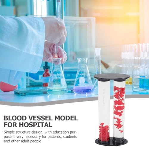 Image of Model for Teaching Educational Display for Comparison Anatomical Demonstration Tool for Schools and Hospitals High-Grade Material Simple Design