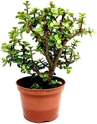 BLOOM & GROW Jade Plant | Crassula Button Plant | Good Luck Plant (pot included)