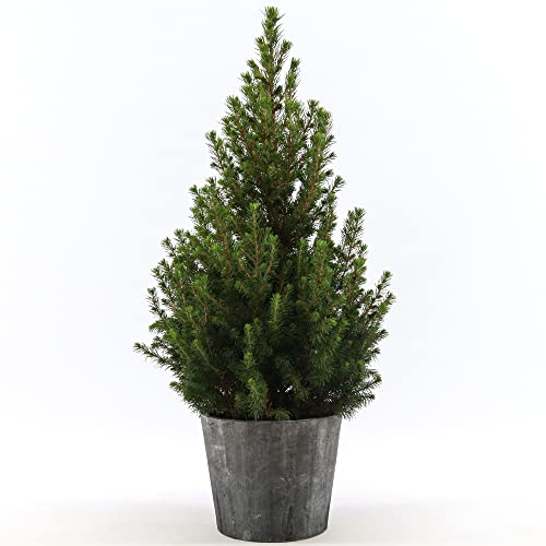 Abeto Enano Conica Árbol de Navidad Natural Real Árbol de Navidad Cultivado en maceta, Madera pequeña planta fresca