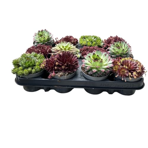 Iflo Winterharte Sempervivum Sukkulenten Set Pflegeleichte Hauswurz für Garten & Balkon frostharte Steingartenpflanzen 12er Mix im 9 cm Topf