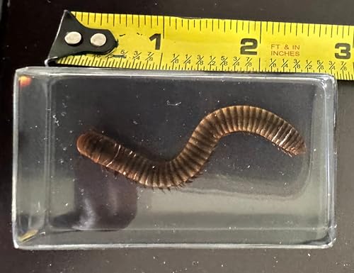 Image of 2.9 inch Real Millipede in Crystal Clear Lucite Resin Specimen Preserved Animal Insect Bug Taxidermy Crafts Collection for Biology Science Education & Desk Ornament Display Supplies Paperweight
