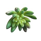 Aporta la belleza y aspecto natural de plantas suculentas en cualquier espacio en tu hogar, jardín u oficina.