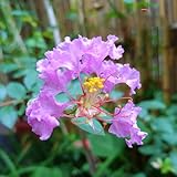 500 piezas Semillas resistentes de mirto crepé Plantas resistentes en macetas, plantas perennes resistentes Lagerstroemia indica Comprar árboles bonsái plantas decorativas. plantas