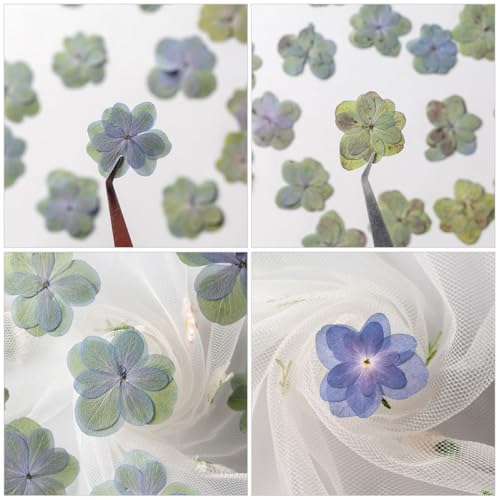 30 flores secas prensadas para manualidades DIY miniatura 6