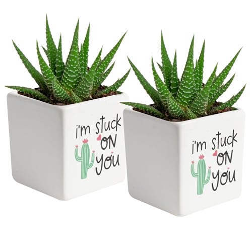 Product Image of the Costa Farms Haworthia Live Plants in Decorative Pots, Easy to Maintain Indoor Succulents, Houseplants for Home, Room, or Office Decor, House Warming or Birthday Gift, 2.75-6 Inches Tall, Pack of 2