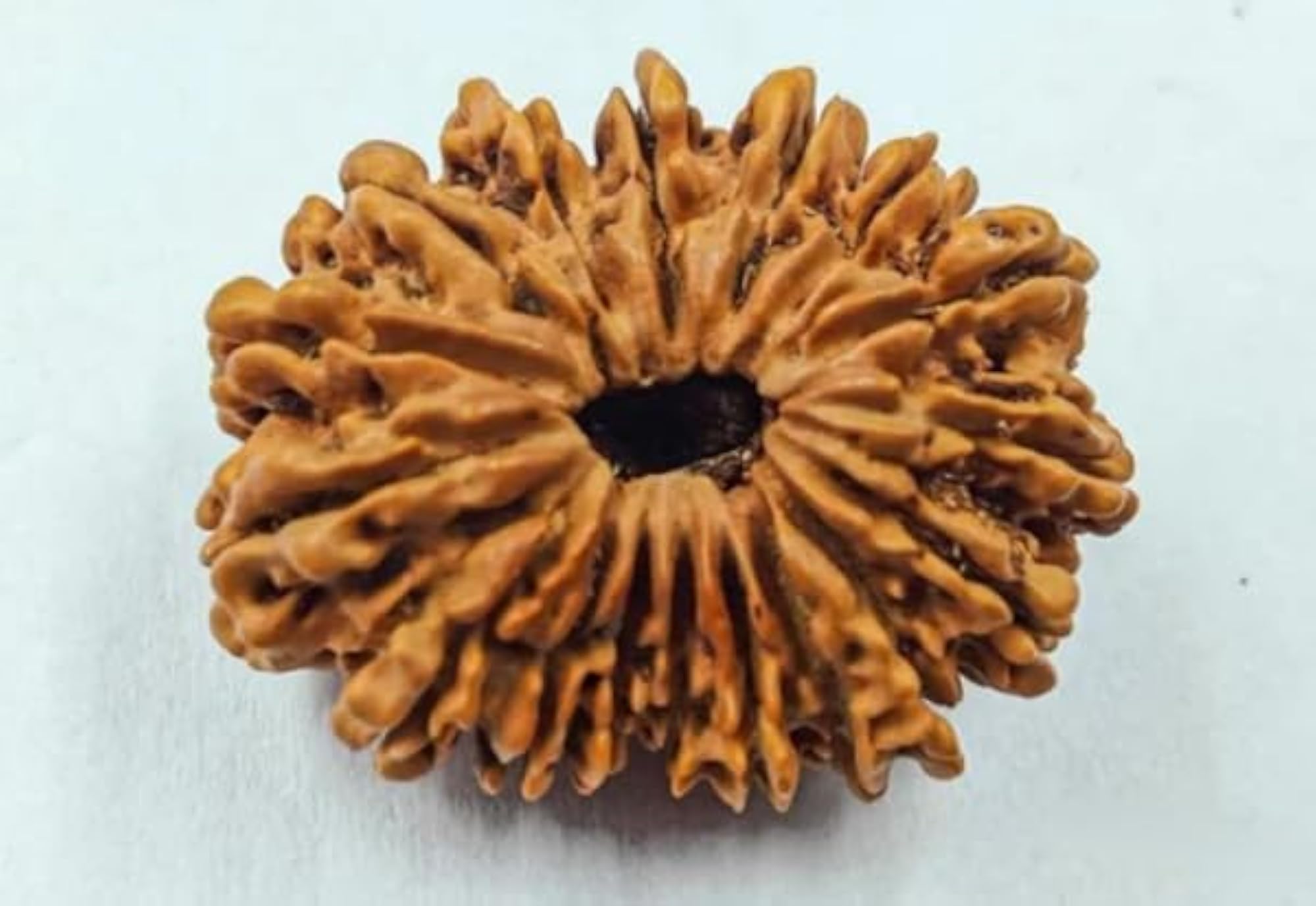 Seventeen Face Rudraksha Bead, Original Certified