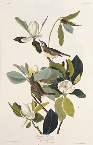 Oiseaux d'Amérique par John Audubon affiche toile salon 60x90cm