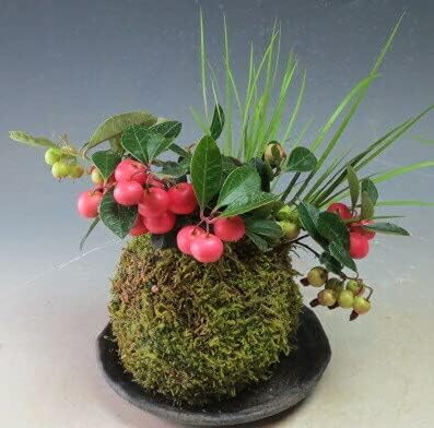 Amazon 赤い実が付く 実付き チェッカーベリー ゴールテリア の苔玉 観葉植物 オンライン通販