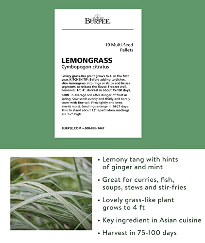 Burpee Cymbopogon Citratus 10 Multi Pellets Per Package | Non-Gmo Planting Lemongrass Seeds | Easy To Grow Culinary Herb | Bright, Citrusy Flavor #TOP1