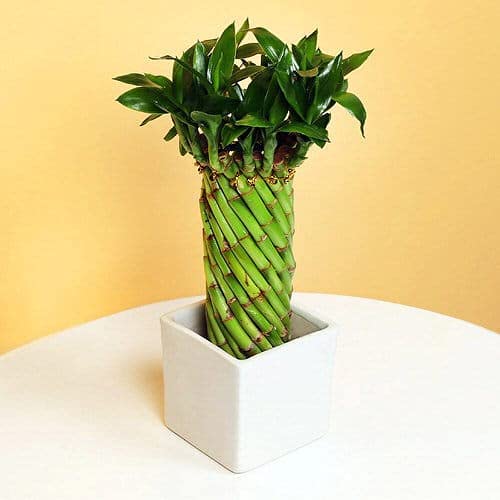 UNNATI9GROUP Green Lucky Wheel Bamboo Lucky Bamboo (Cylindrical Twisted) - Best for Office & Home Indoor Garden Gift A Good Luck 2